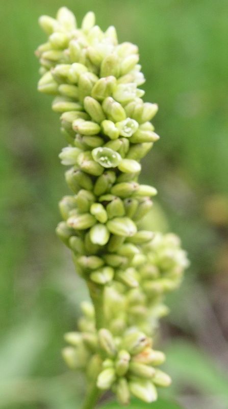 Pale Smartweed – Flowering Spike