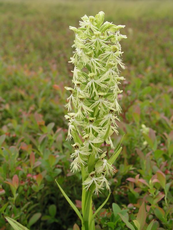 Green Fringed Orchid – In Full Flower
