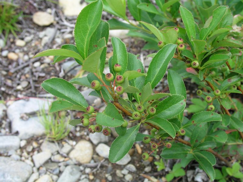 Red Chokeberry – Immature Fruit