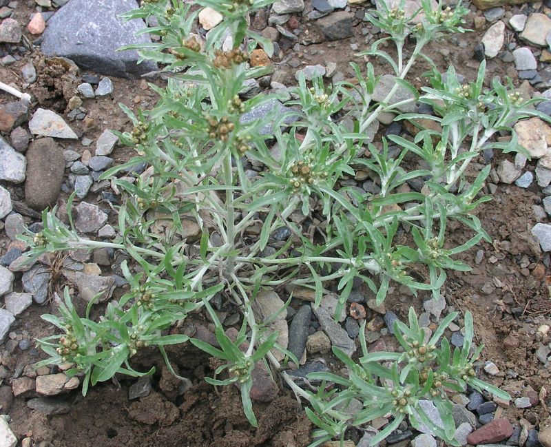 Low Cudweed – Plant