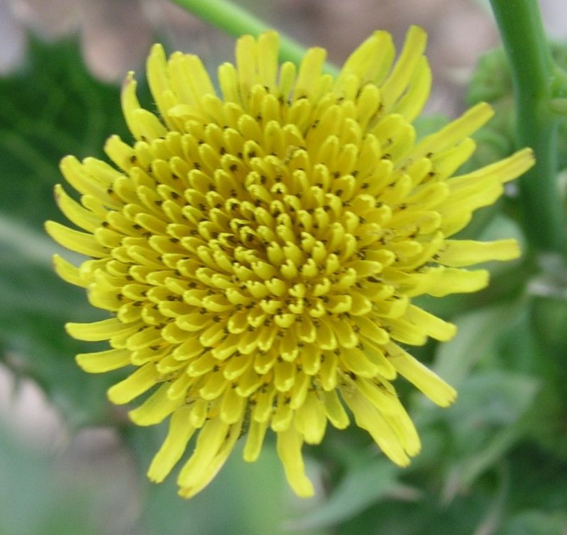 Annual Sow-Thistle – Compound Flower