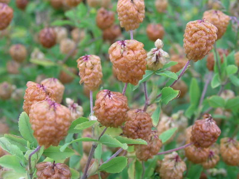 Large Hop Clover – Fruiting Head
