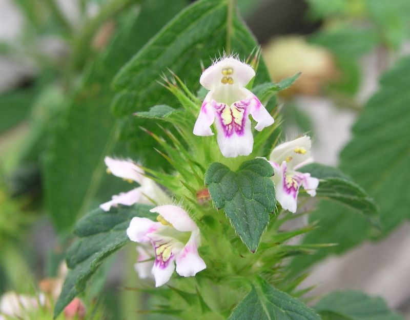 Hemp-Nettle – Flower Cluster