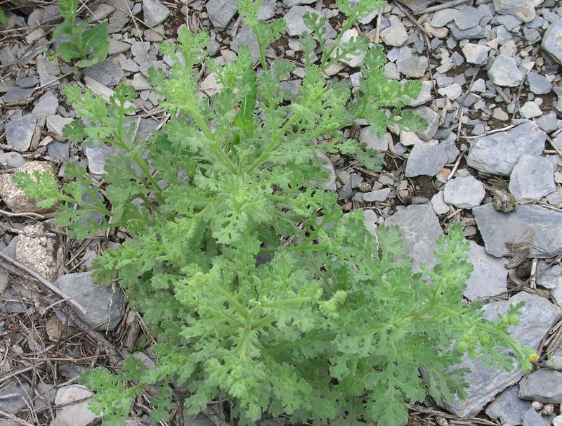 Sticky Groundsel – Young Plant