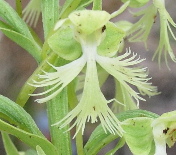 Green Fringed Orchid – Single Flower