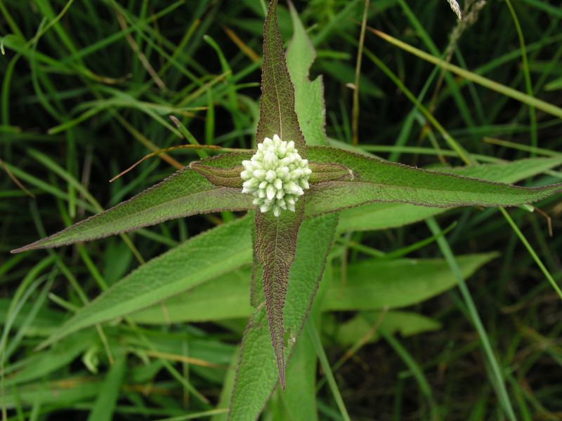 Boneset – In Bud