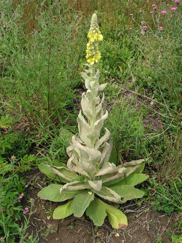 Common Mullein – Mature Plant
