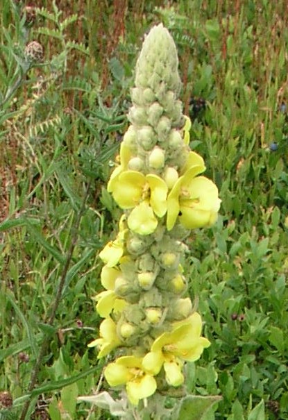 Common Mullein – Spike