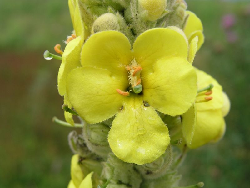 Common Mullein – Flower