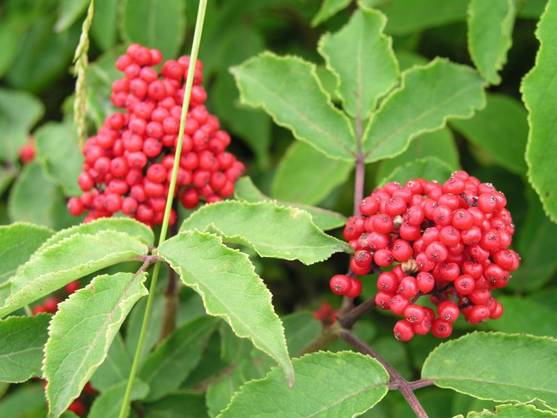 Red Elderberry – Fruit