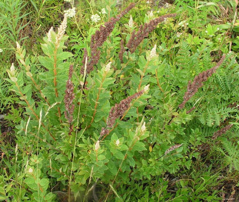 Hardhack – Mature Shrub