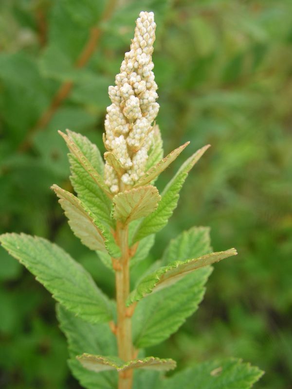 Hardhack – Flowering Stalk