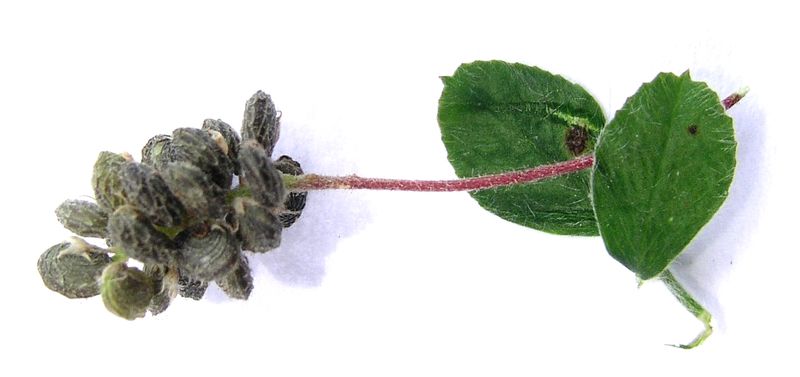 Black Medick – Fruiting Head