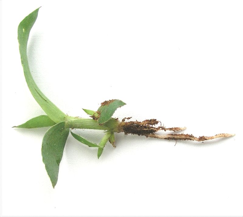 Hairy Crabgrass – Seedling
