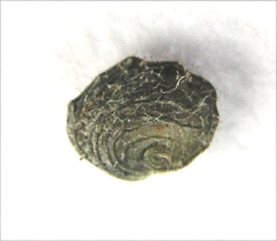 Black Medick – Single Pod