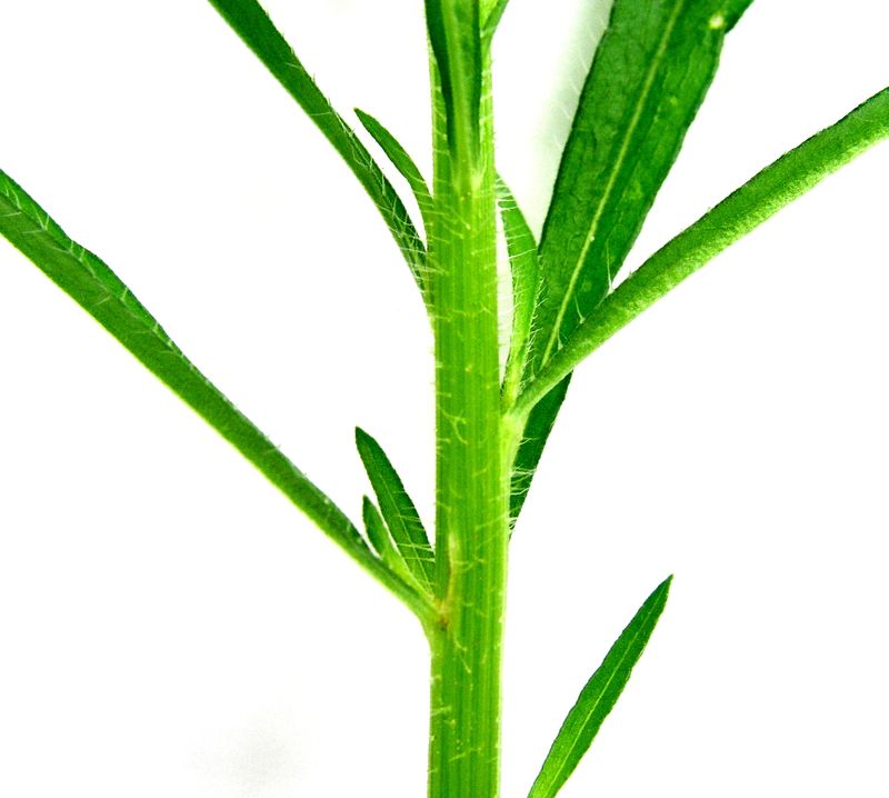 Canada Fleabane – Hairy Stem
