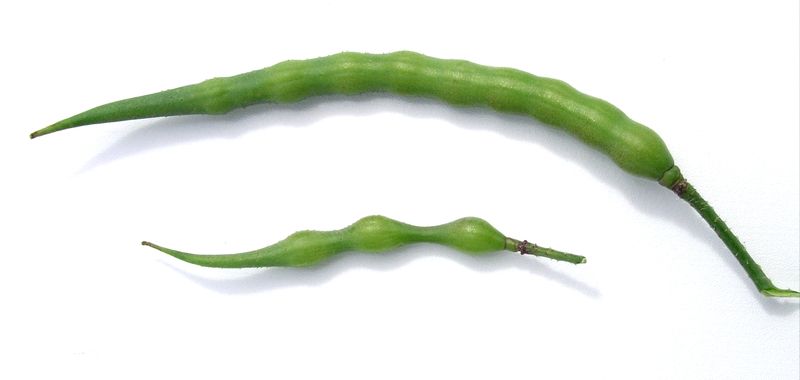 Wild Radish – Mature Pods