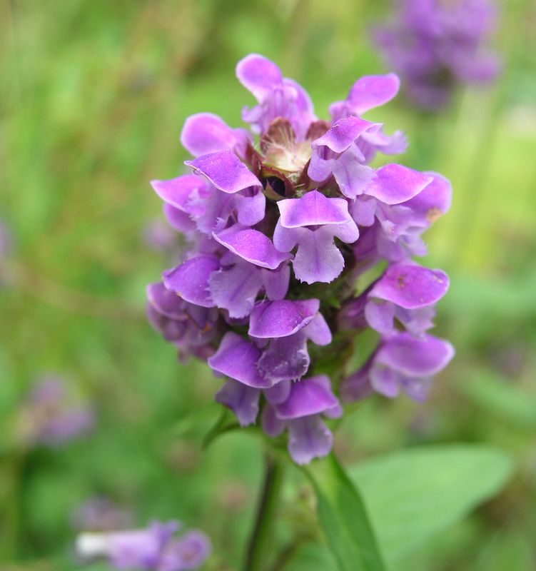 Heal All – Flowering Head
