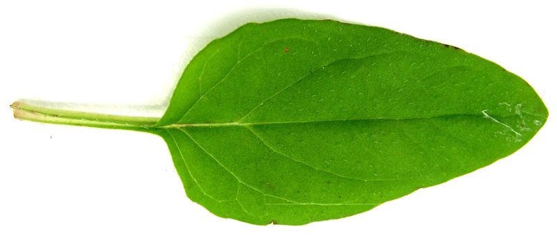 Heal All – Leaf