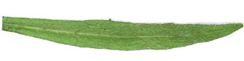 Canada Fleabane – Leaf