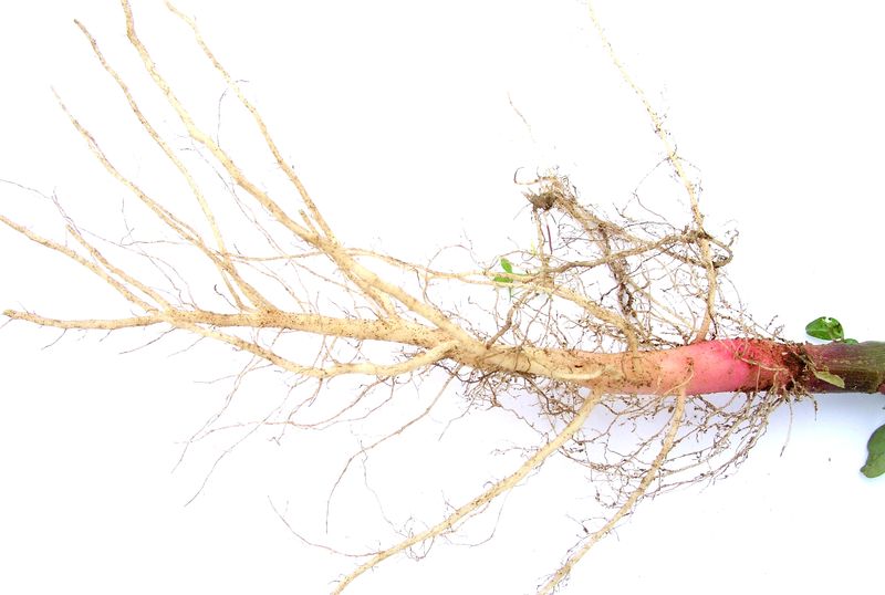 Redroot Pigweed – Tap Root