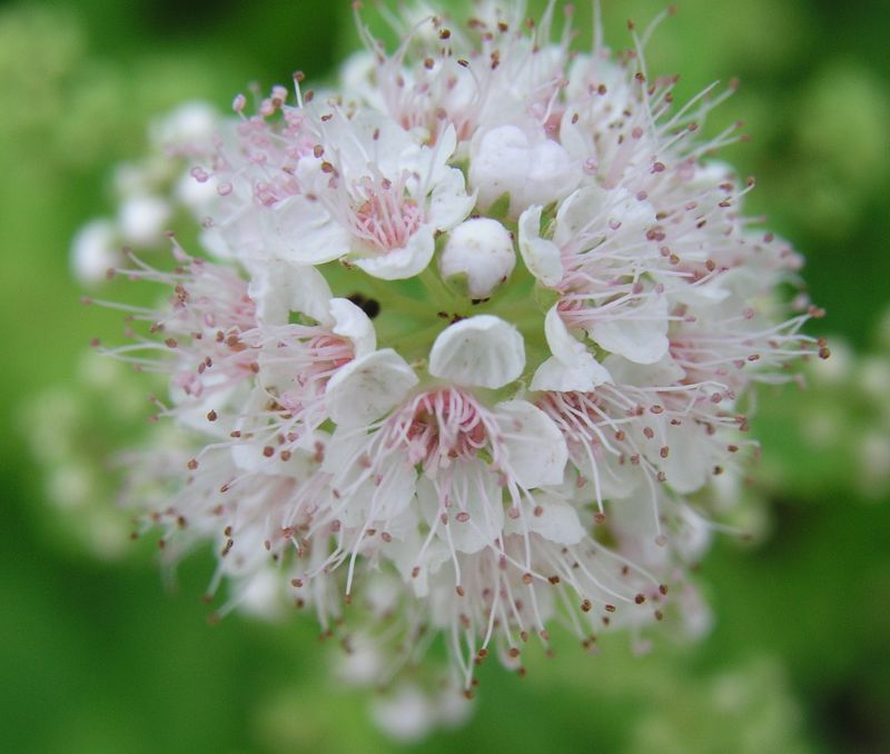 Hardhack – Flower