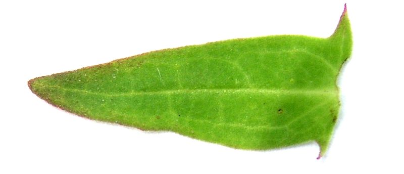 Cow Wheat – Leaf