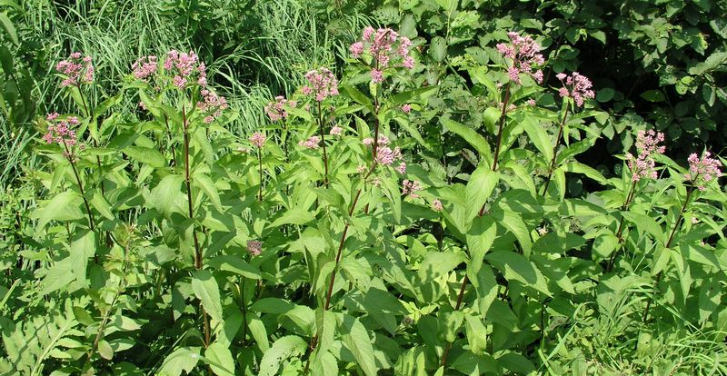 Spotted Joe Pye Weed – Mature Plant
