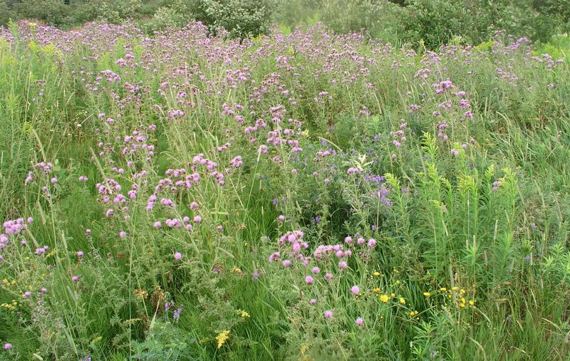 Canada Thistle – Infestation