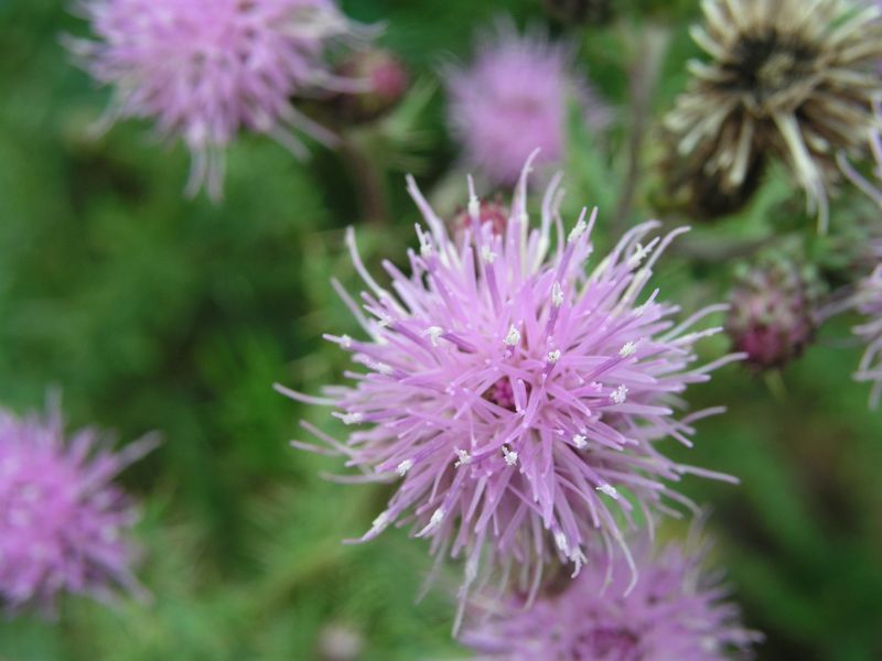 Canada Thistle – Flower