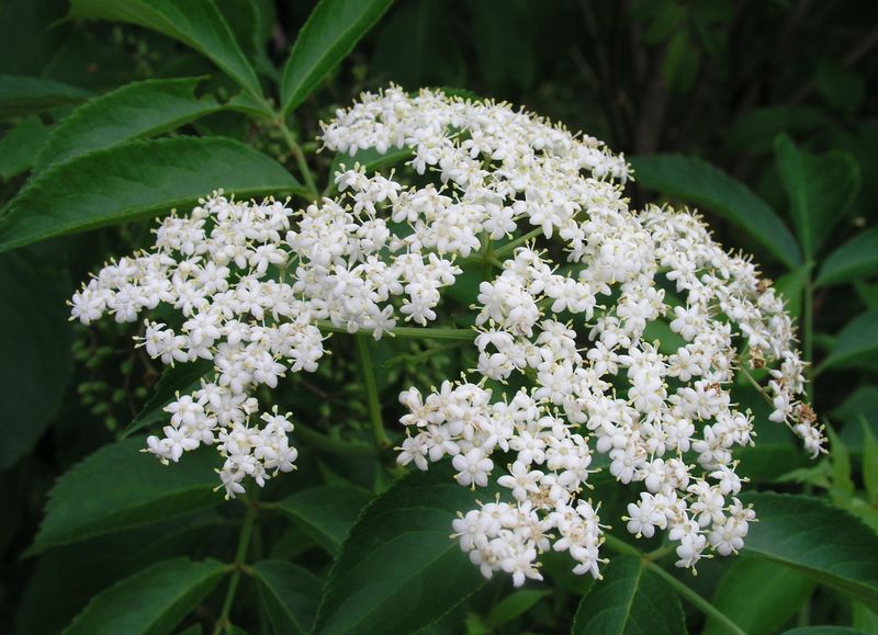 Red Elderberry – Flowering Head