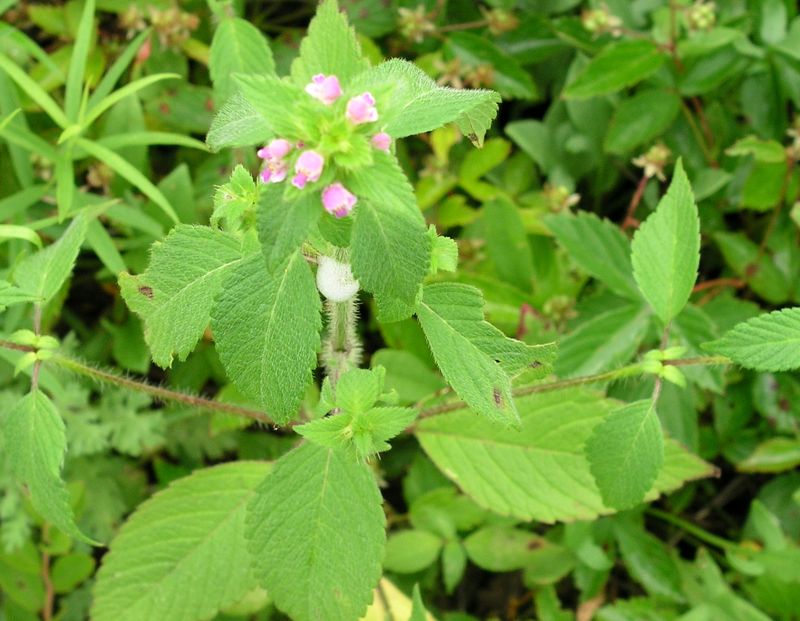 Hemp-Nettle – Mature Plant