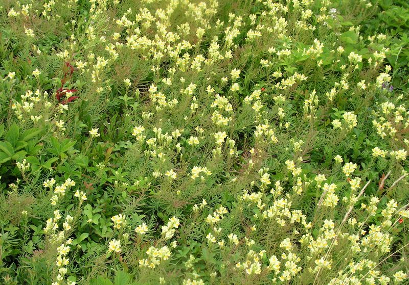 Yellow Toadflax – Infestation