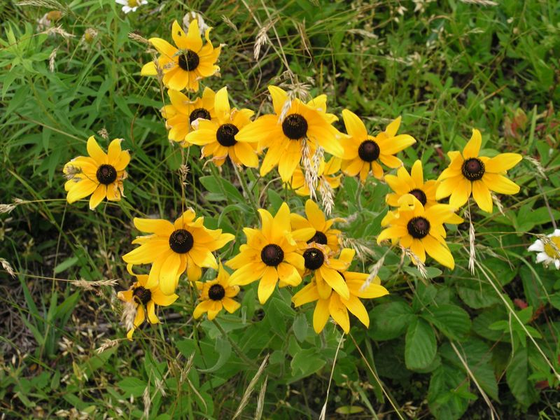 Black-Eyed Susan – Mature Plant