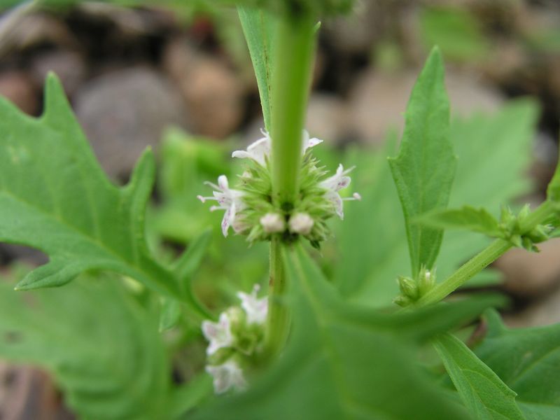 American Water Horehound – Leaf