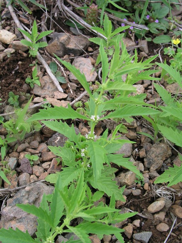 American Water Horehound – In Flower