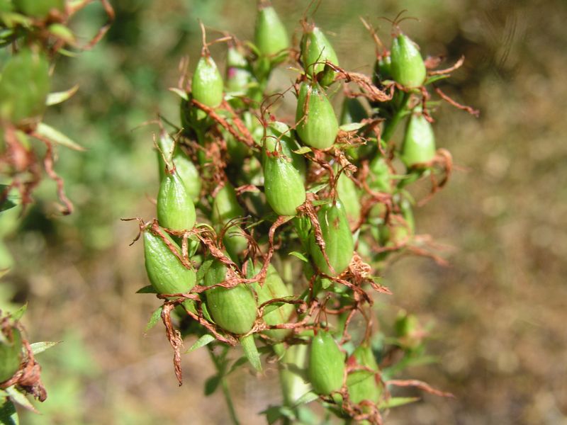 Canadian St. John's-Wort – Fruiting Capsule