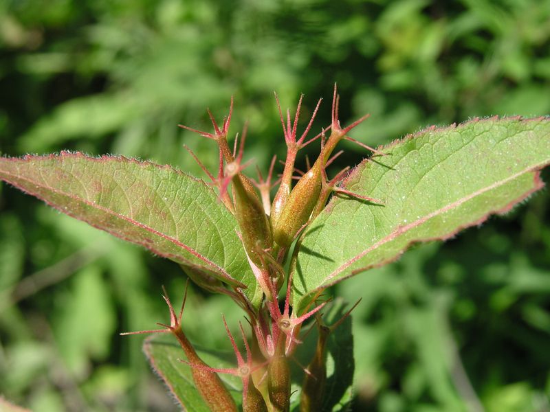 Bush Honeysuckle – Young Fruit