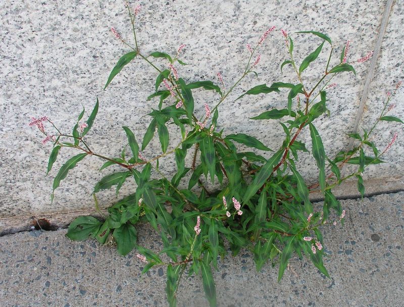 Lady's Thumb – Mature Plant