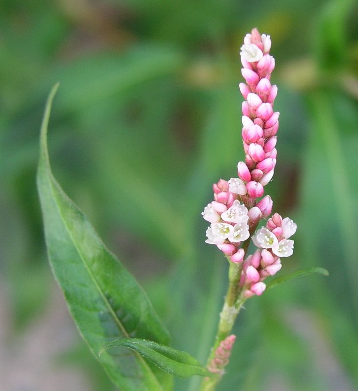 Lady's Thumb – Flowering Spike
