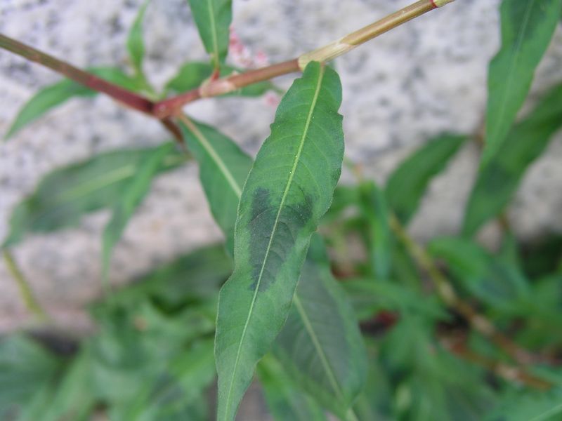 Lady's Thumb – Leaf