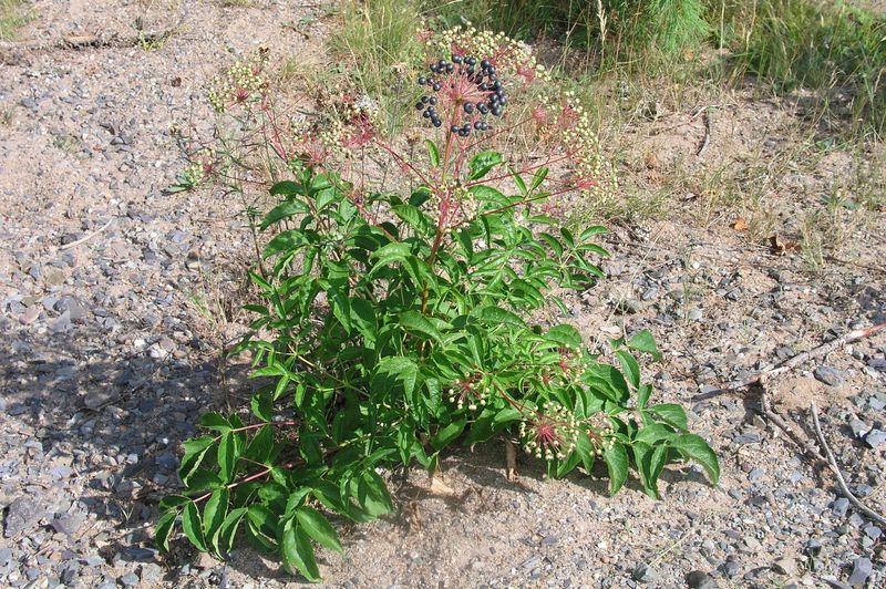 Bristly Sarsparilla – Mature Plant