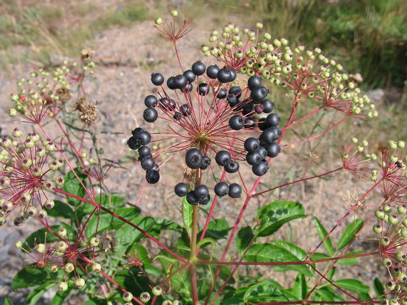 Bristly Sarsparilla – Fruit