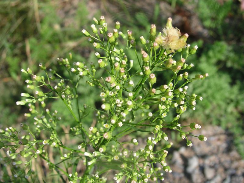 Canada Fleabane – Flowering Heads