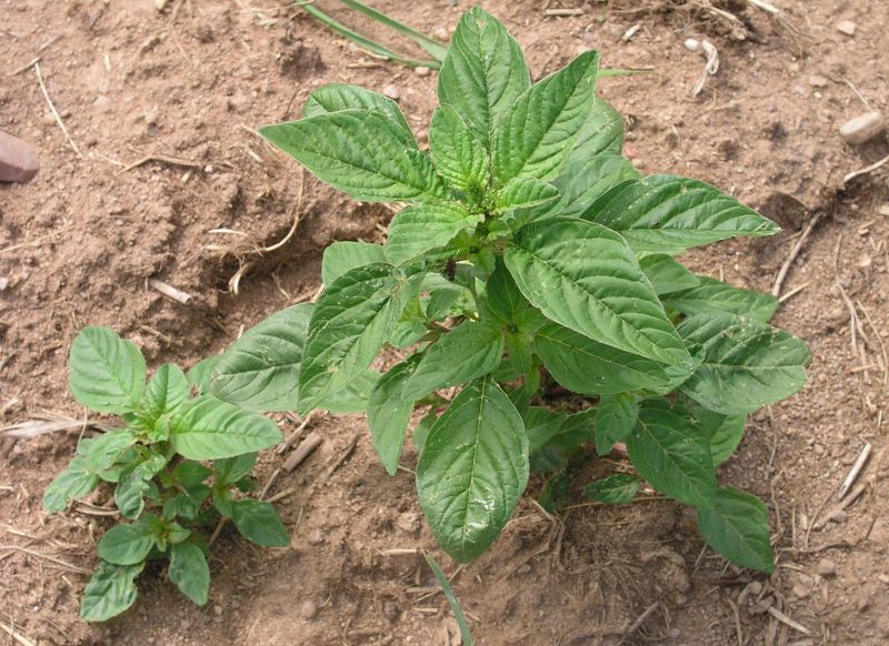 Redroot Pigweed – Young Plant