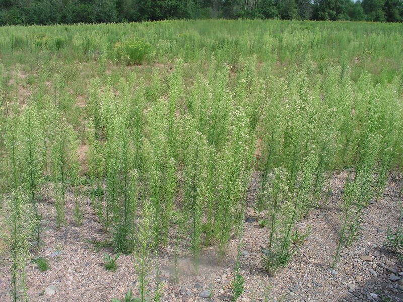 Canada Fleabane – Mature Plant