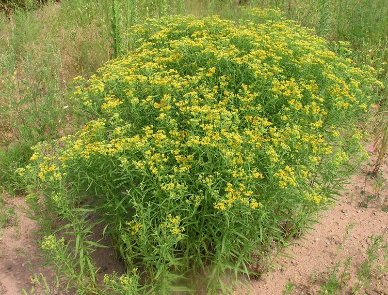 Narrow-Leaved Goldenrod – Mature Stand