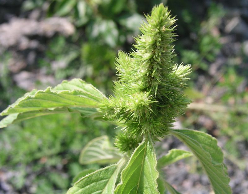 Redroot Pigweed – Immature Flowering Head