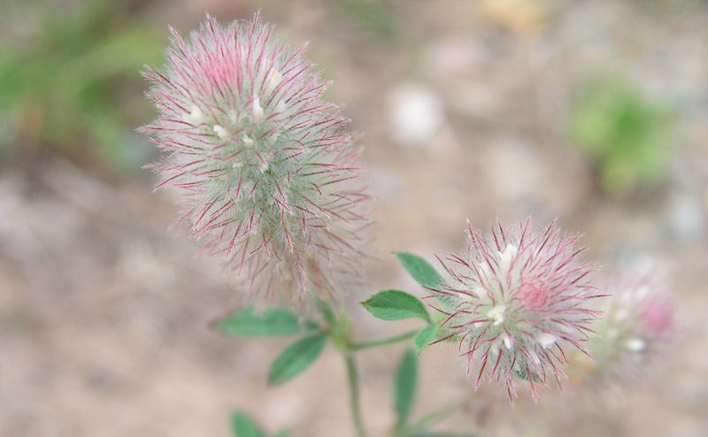 Rabbit-Foot Clover – Flowering Head