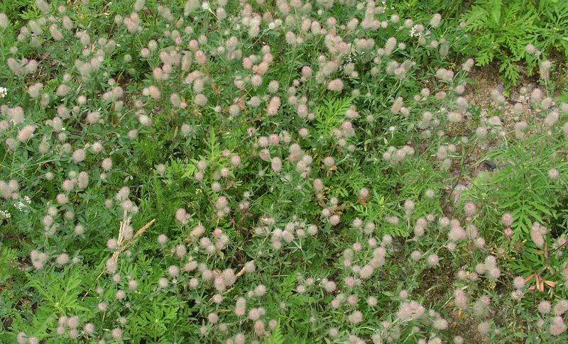 Rabbit-Foot Clover – Field Infestation